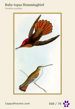 swainson Card 008