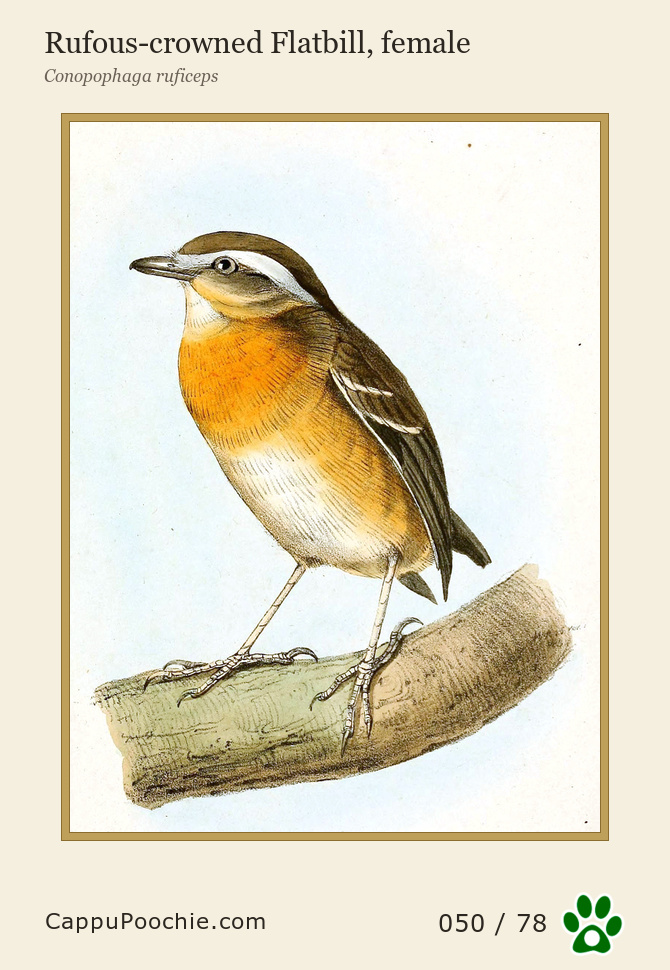 swainson Card 050