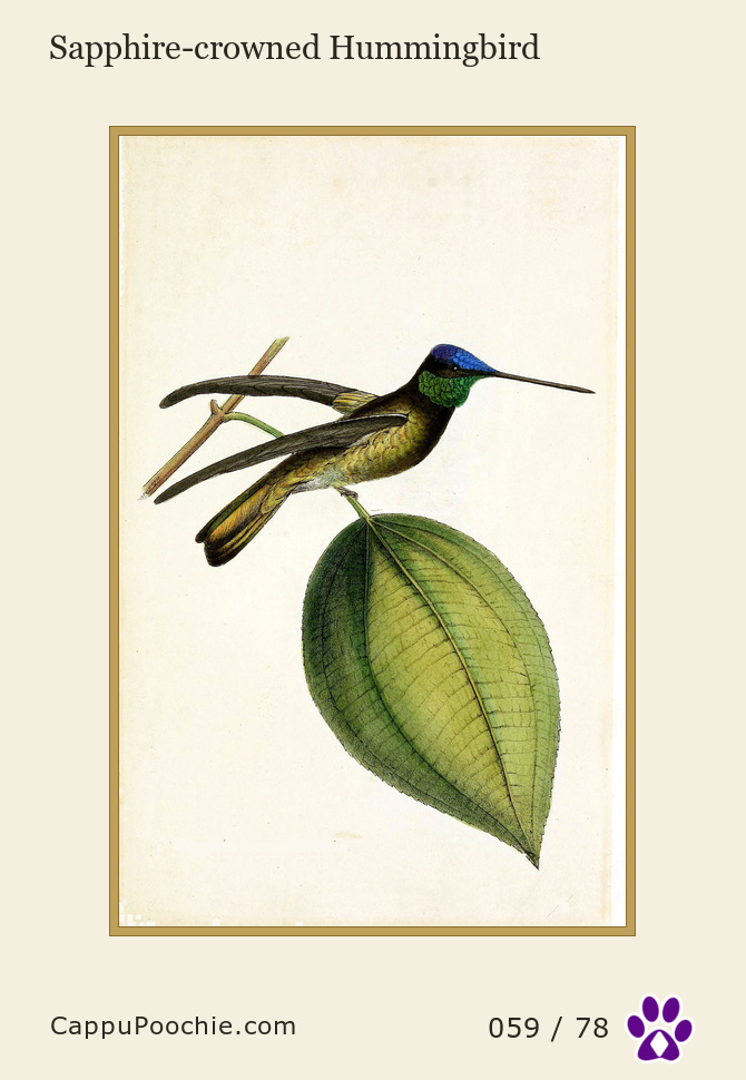 swainson Card 059