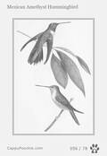 swainson Card 056