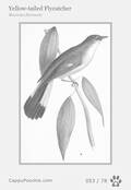 swainson Card 053