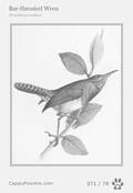 swainson Card 071