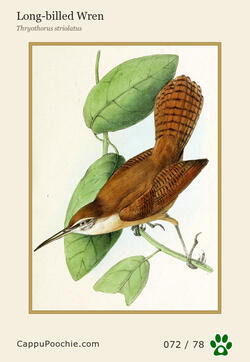 swainson Card 072