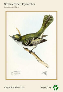 swainson Card 029
