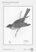swainson Card 034