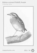 swainson Card 050