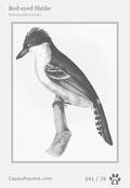 swainson Card 041