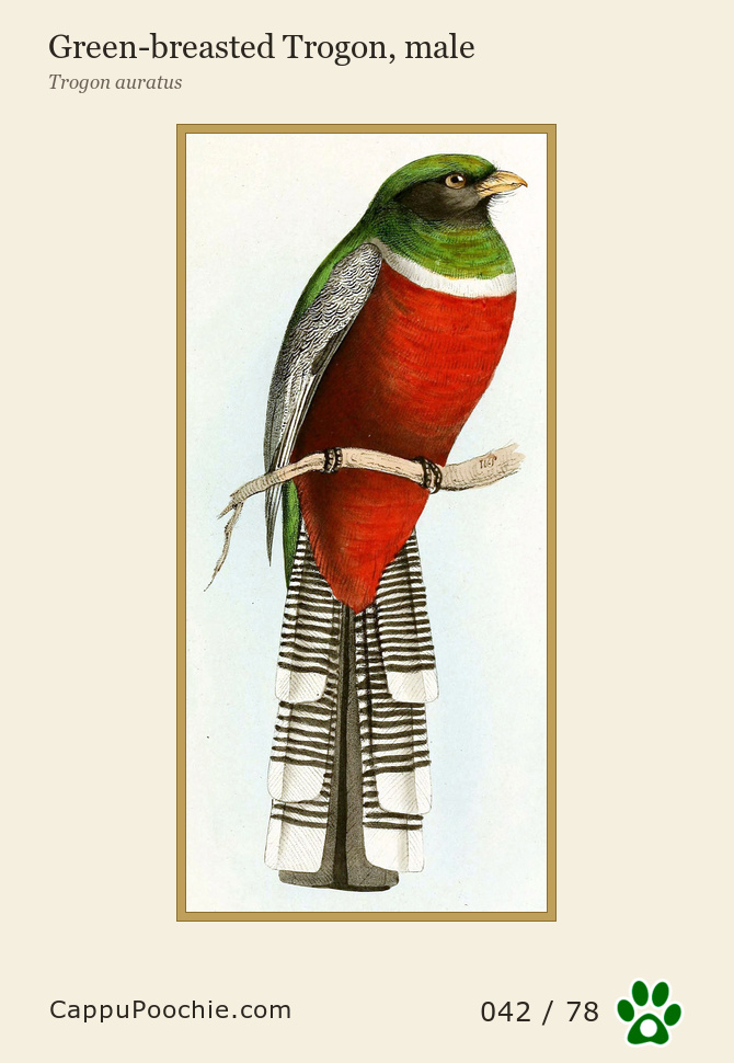 swainson Card 042