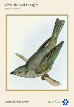 swainson Card 019