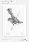 swainson Card 028