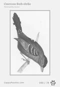 swainson Card 040
