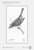 swainson Card 033