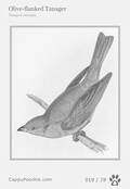 swainson Card 019