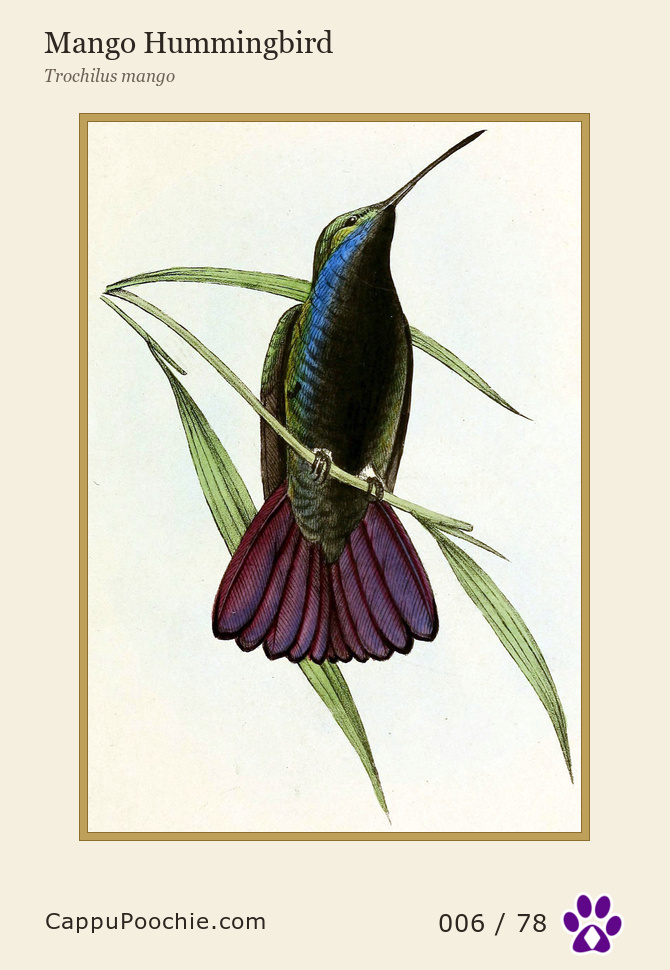 swainson Card 006