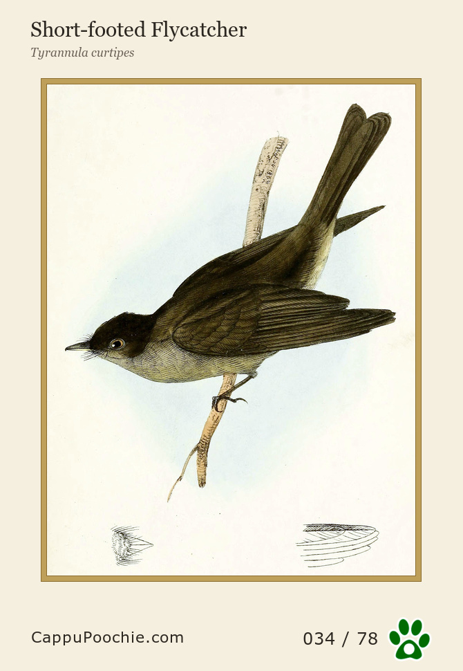 swainson Card 034
