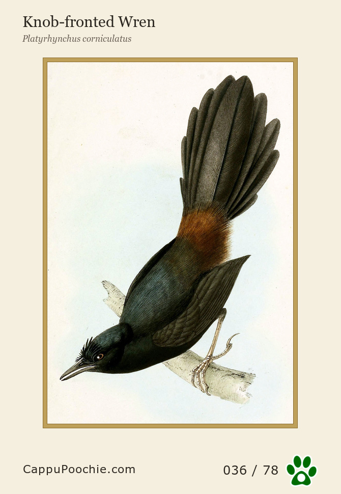 swainson Card 036