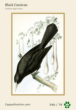 swainson Card 046