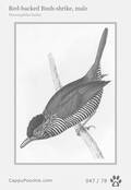 swainson Card 047