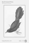 swainson Card 036