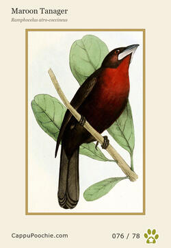 swainson Card 076