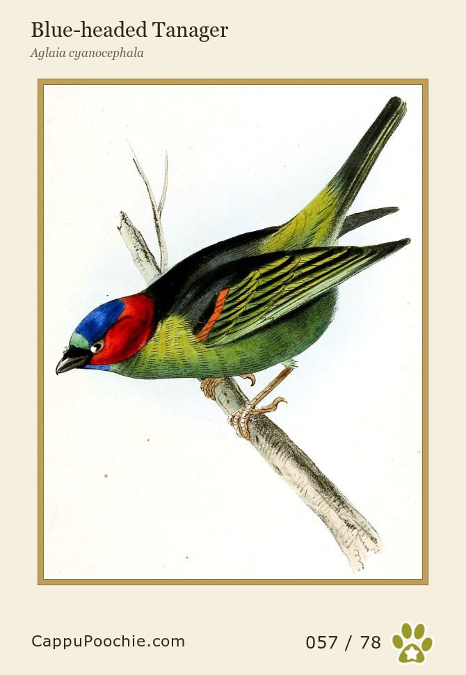 swainson Card 057