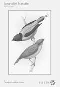 swainson Card 025