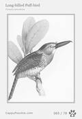 swainson Card 065