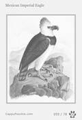swainson Card 055