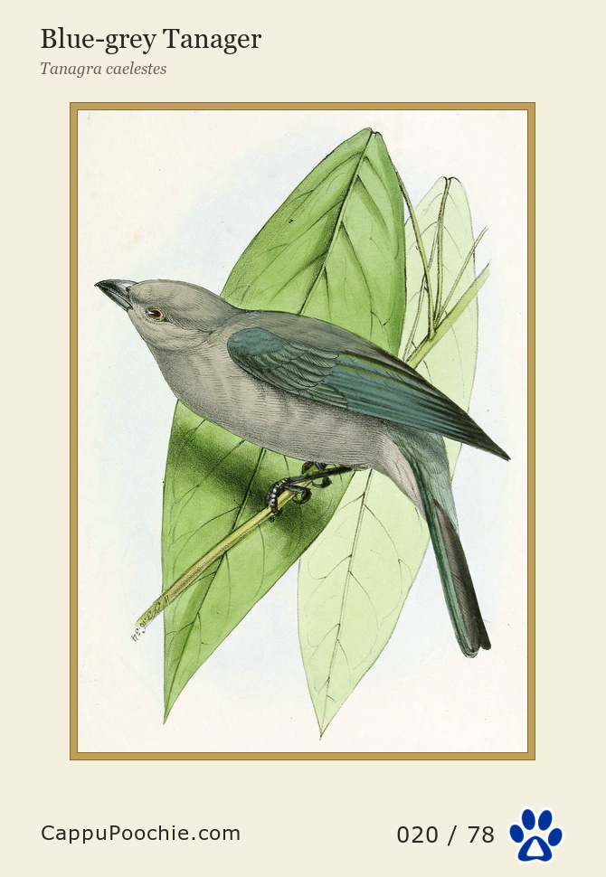 swainson Card 020
