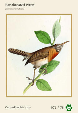 swainson Card 071