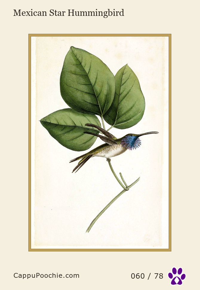 swainson Card 060