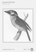 swainson Card 067