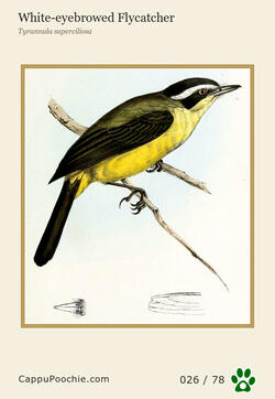 swainson Card 026