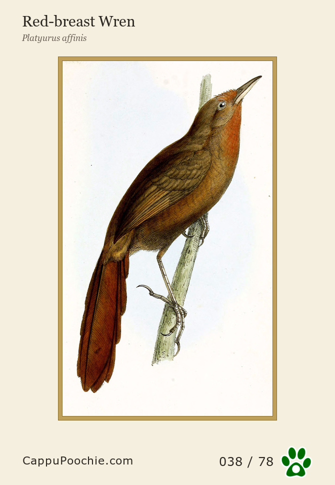 swainson Card 038