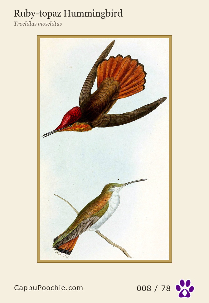 swainson Card 008
