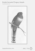 swainson Card 045