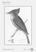 swainson Card 031