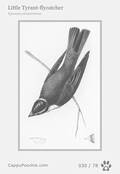 swainson Card 030