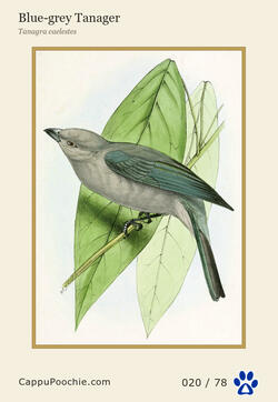 swainson Card 020