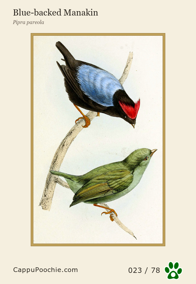 swainson Card 023