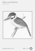 swainson Card 066