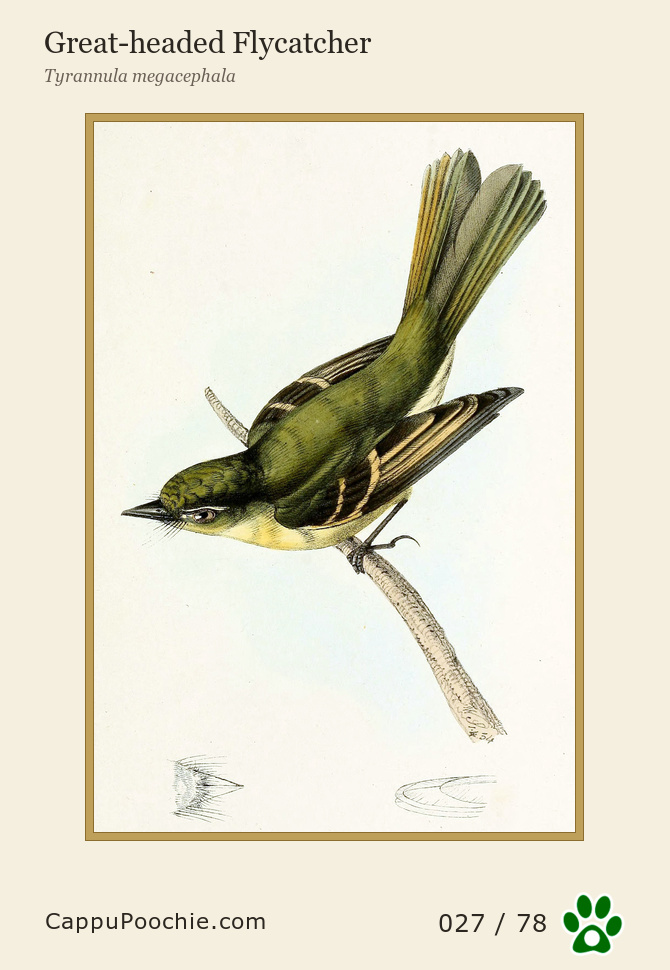 swainson Card 027