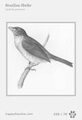 swainson Card 039