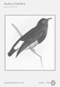 swainson Card 015