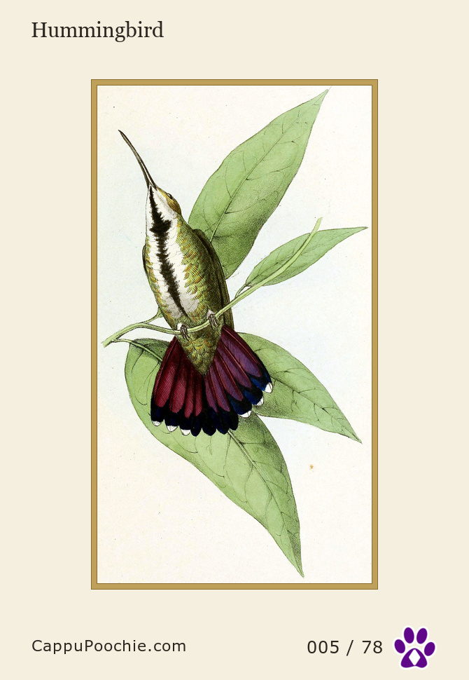 swainson Card 005
