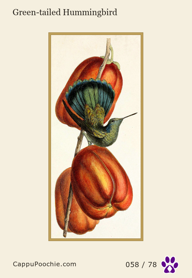 swainson Card 058
