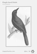 swainson Card 054