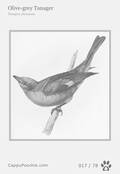 swainson Card 017