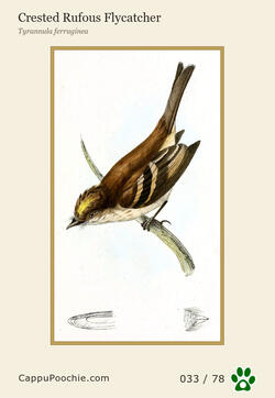 swainson Card 033