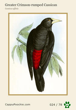 swainson Card 024